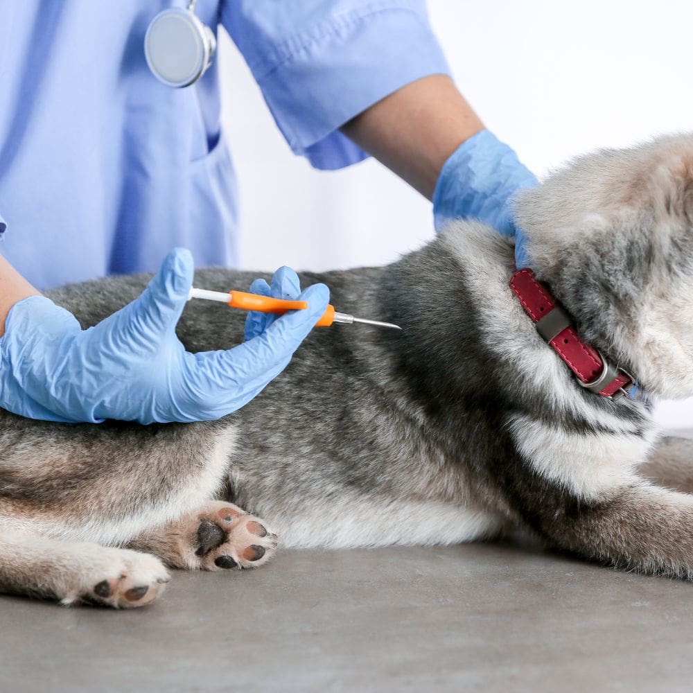 CV Madrid Exóticos-Centro Veterinarios-Milla de Oro-Barrio Salamanca-imagen-4