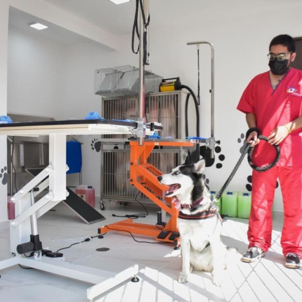 Clinica Veterinaria labrador-Centro Veterinarios-Milla de Oro-Barrio Salamanca-imagen-4