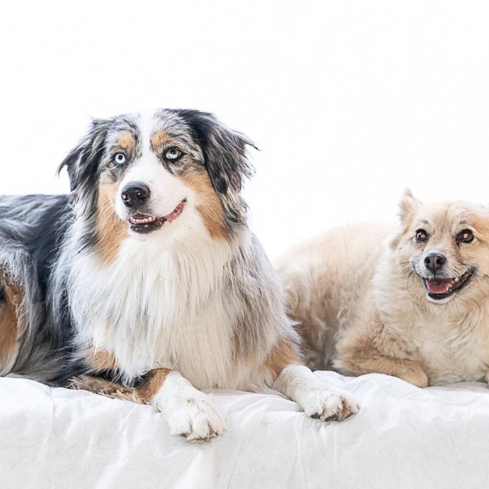 La Perroteca-Residencias Caninas-Milla de Oro-Barrio Salamanca-imagen-3