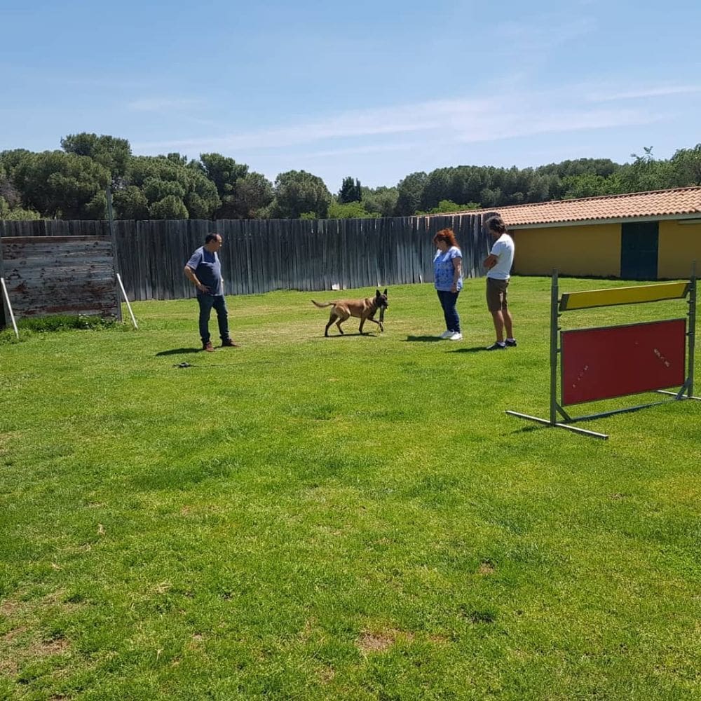 Residencia Canina Malilupus-Residencias Caninas-Milla de Oro-Barrio Salamanca-imagen-2