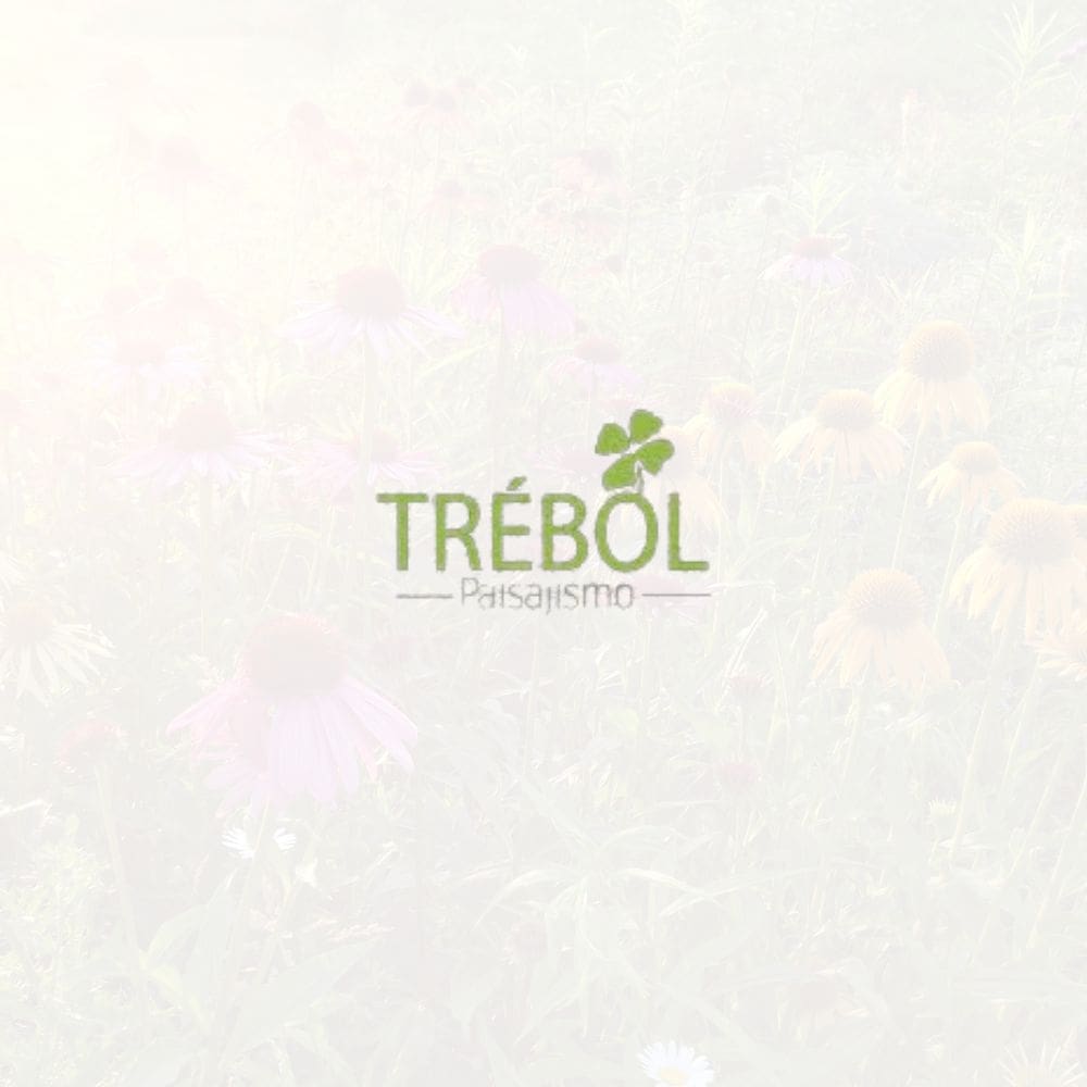 Trebol, Paisajismo y Proyectos -Jardineria-Milla de Oro-Barrio Salamanca-imagen-1